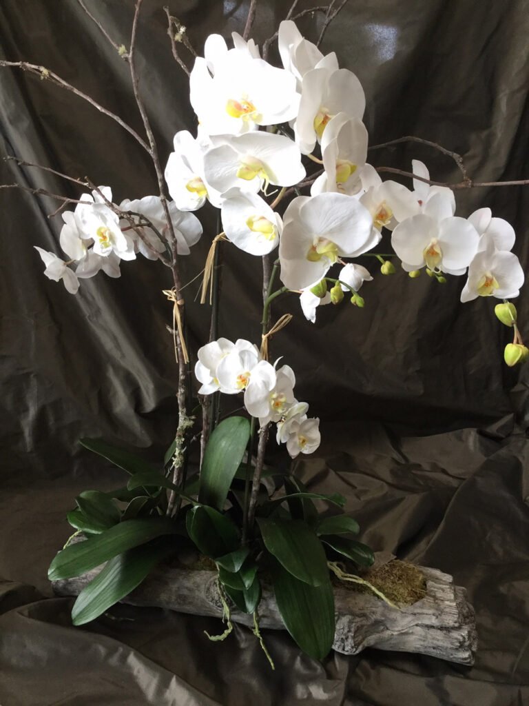 pretty white orchids